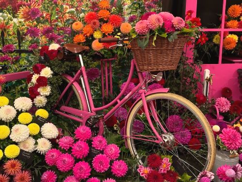 Harrogate Spring Flower Show 