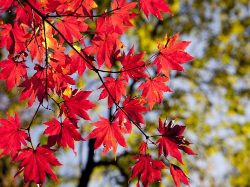 Autumn at Cowden Japanese Garden(Includes High Tea)