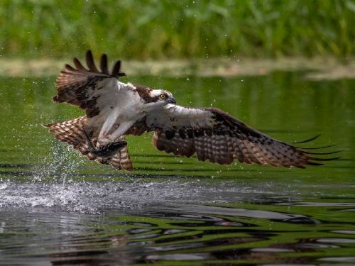 Highland Wildlife Explorer