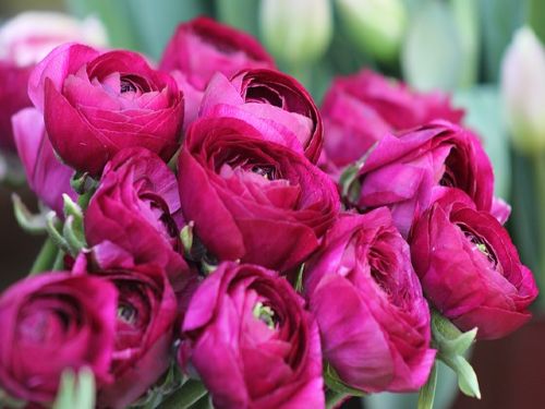 BBC Gardeners World Live