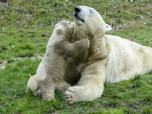 Highland Wildlife & Royal Deeside