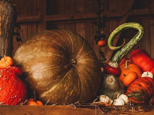 Harrogate Autumn Flower Show 2027